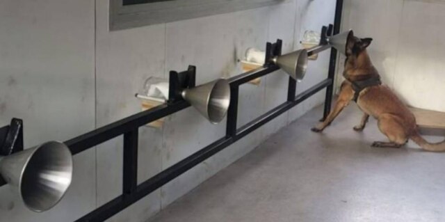 Leandro Lopes / Arquivo Pessoal Diagnóstico é feito pela chamada biodetecção, em que cachorro utiliza o olfato e analisa amostras de suor de pacientes