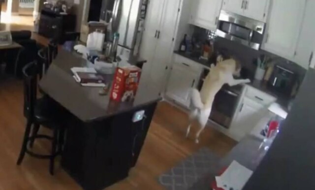 Twitter/@CBSNews Acidentalmente, cachorro liga fogão e começa incêndio em cozinha nos EUA.