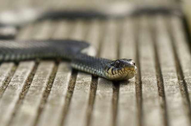 Pixabay Felizmente, a cobra encontrada não era venenosa
