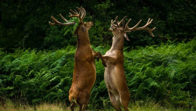 Twitter/@blgrr Comedy Wildlife Awards elege as fotografias mais divertidas de animais selvagens.