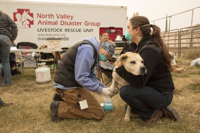 Membros da UC Davis Veterinary Emergency Response cuidam de cão levada para abrigo de animais.