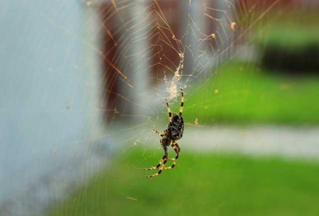 _Alicja_/Pixabay Homem que gritou por medo de aranha pediu desculpas aos policiais pelo incoveniente.