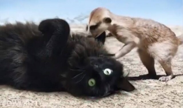 Instagram/owl__kitty Owl Kitty estrela como protagonista em 'O Rei Leão'.