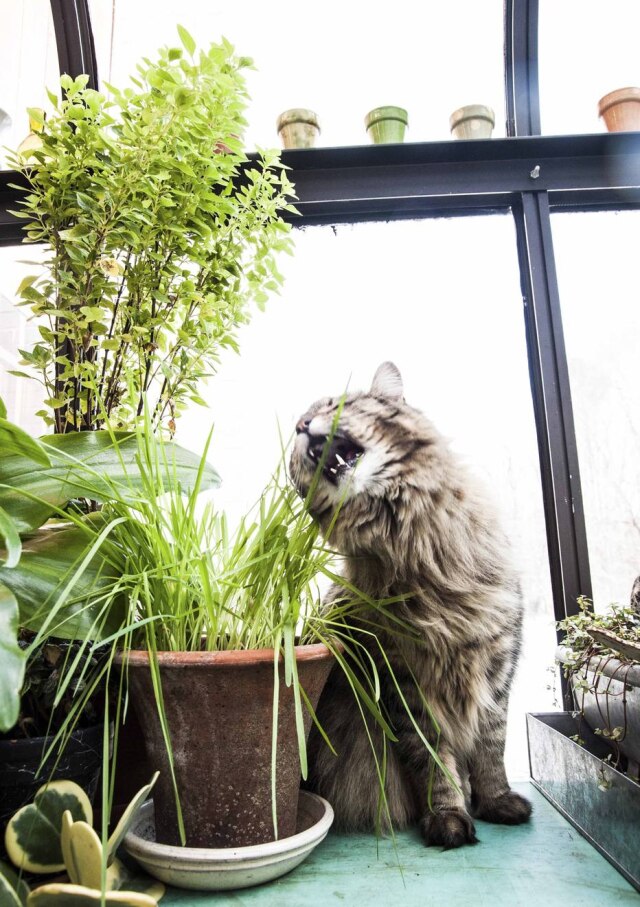 Randy Harris/The New York Times Catnip, conhecida como erva de gatos, são ótimas para ter em casas com bichanos