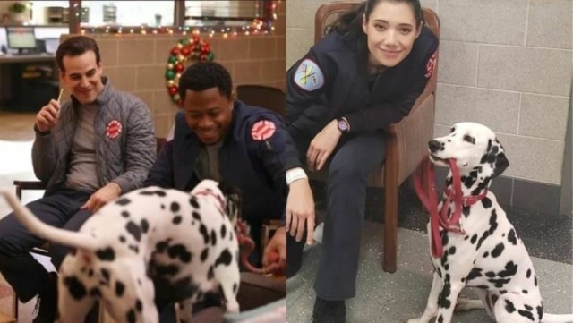 Instagram/@whatadogtuesday No elenco de 'Chicago Fire' desde o sétimo ano, cachorrinha Tuesday morreu no último domingo, 22, devido problemas renais.