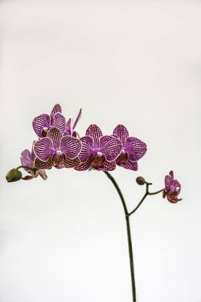 Zeca Wittner/Estadão Do Orquidário Morumby, a Phalaenopsis híbrido é chamada de orquídea-borboleta
