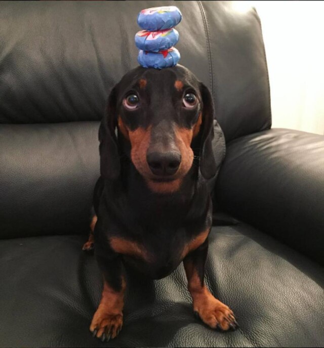 https://www.instagram.com/harlso_the_balancing_hound/?hl=en Harslo, o 'equilibrista'