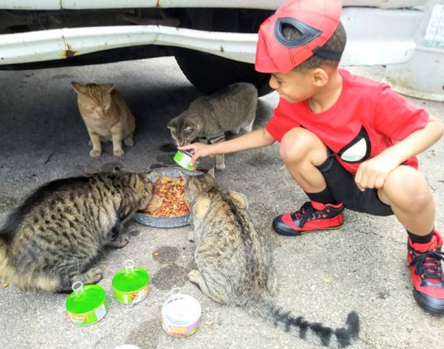 Facebook/ Kolony Cats Quatro gatos são alimentados por Shon, o "Catman", vestido de Homem-Aranha