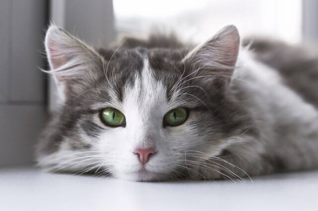 Pixabay / @StockSnap Gabi sabe onde deve ou não acariciar a gatinha Coco