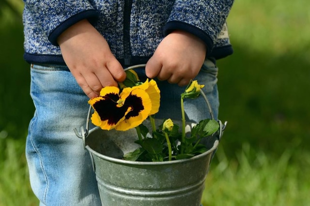 Pixabay/@congerdesign Menino distribui flor e abraços aos idosos