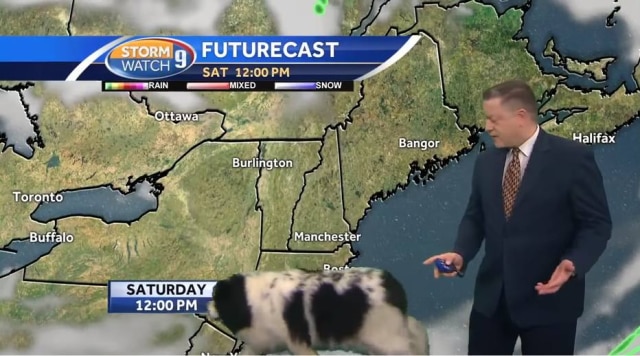 YouTube/'Dog interrupts Josh Judge's live forecast'/WMUR-TV A cachorra Bella passou atrás do aprensetador enquanto ele mostrava a previsão do tempo.