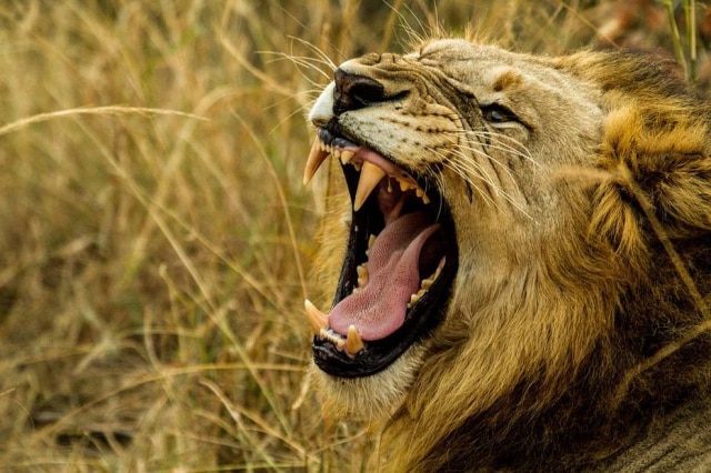 Pixabay/@AjayLalu Animal foi curto e grosso com relação à atitude dos turistas (imagem ilustrativa)