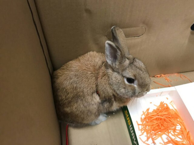 RSPCA South Australia Enquanto esperava resgate, animal foi alimentado com cenouras raladas.
