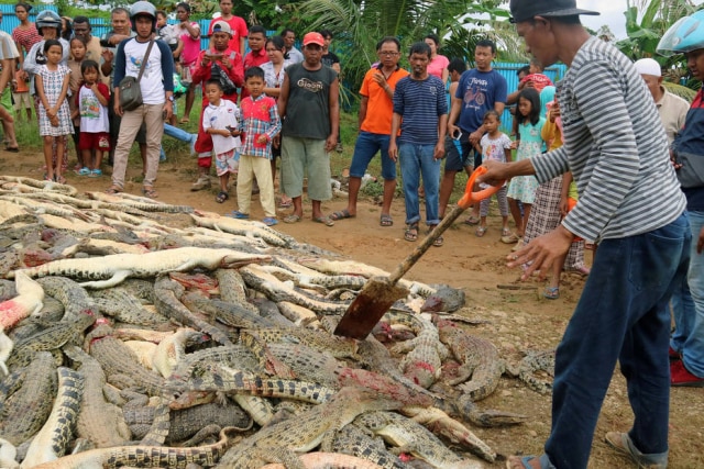 Olha Mulalinda / Antara Foto / via Reuters Crocodilos mortos por moradores revoltados na Indonésia.