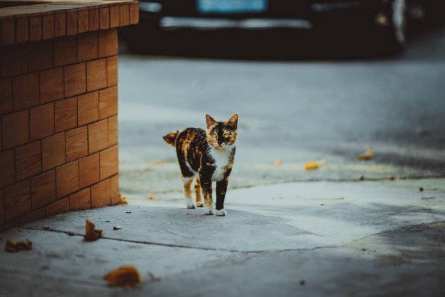 Unsplash / @kennyluoping Cerca de 70 gatos estão sob os cuidados da guardiã.