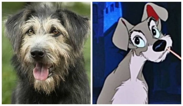 Divulgação/Disney O Vagabundo, da live-action da Disney, e o Vagabundo original, da animação de 1955.