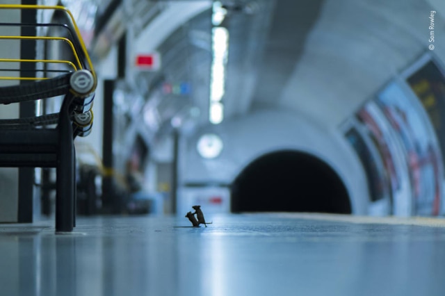 Sam Rowley / Wildlife Photographer of the Year / Divulgação A foto de Sam Rowley mostra dois ratos brigando por comida no metrô de Londres
