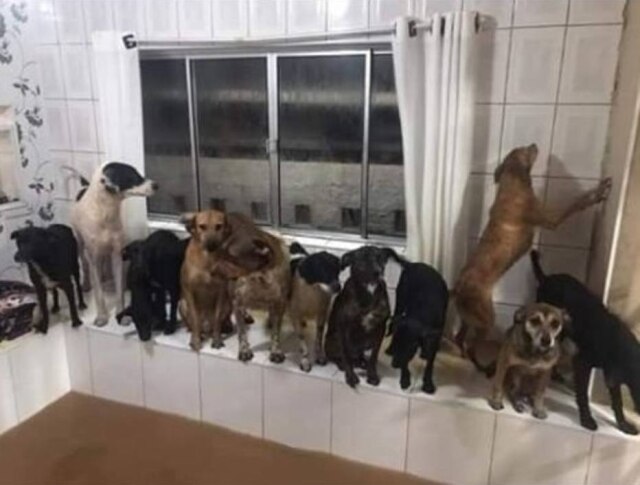 Facebook/ Amor em Patas São 34 cães que foram atingidos pelos reflexos das enchentes em São Paulo nesta segunda, 10.