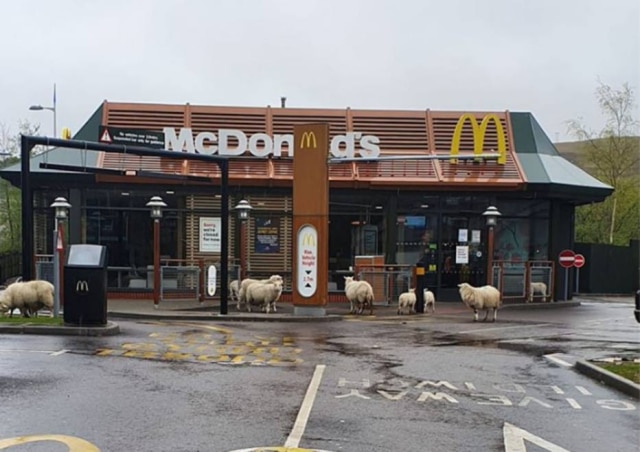 Andrew Thomas / Arquivo Pessoal Um rebanho de ovelhas foi registrado parado na porta de um restaurante fast food