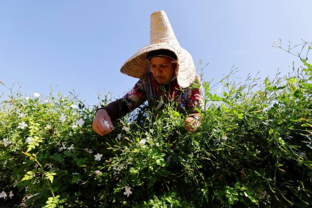 REUTERS/Eric Gaillard Colhedora em plantação de jasmim em Pegomas, perto de Grasse, no sul da França.