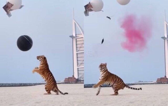 Instagram/ @lovindubai Vídeo de tigre em chá revelação gerou polêmica nas redes sociais