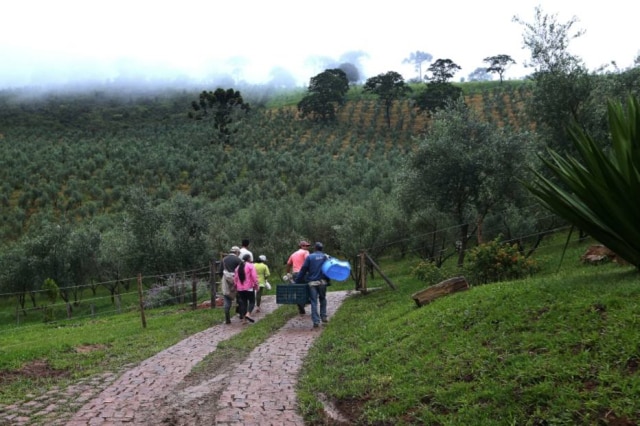 Colheita na Serra da Mantiqueira, a 'Toscana brasileira'.