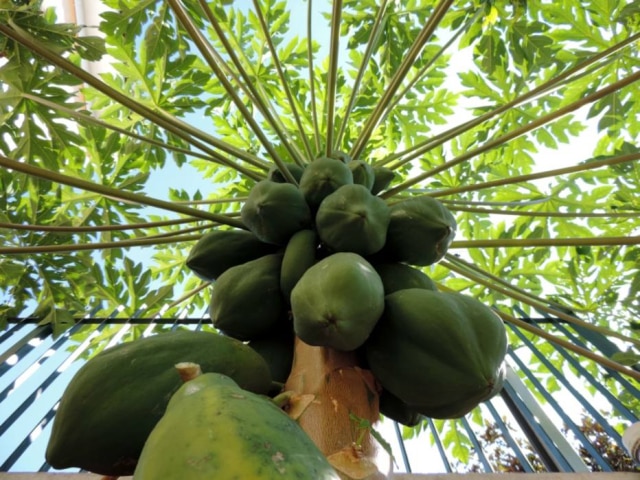 Neide Rigo|Estadão Paciência. Da próxima vez que vir o mamoeiro cheio, espere as frutas ficarem de vez, ou seja, nem verdes nem maduras