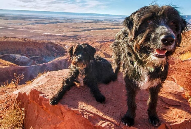 Instagram / @jordankahana Sedona e Zeus foram encontrados no deserto do Arizona