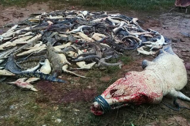 Olha Mulalinda / Antara Foto / via Reuters Crocodilos mortos por moradores revoltados na Indonésia.