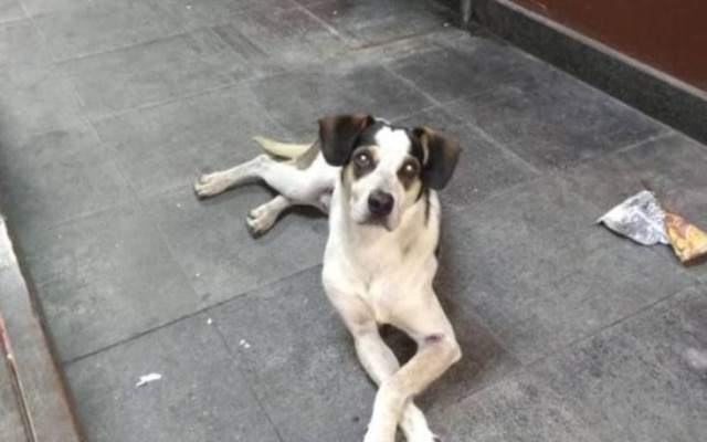 Reprodução/ Facebook Cachorro morto na loja Carrefour de Osasco, na Grande São Paulo, na sexta-feira, 30.