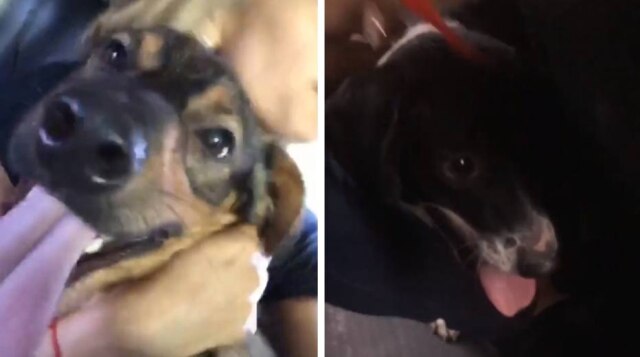 Instagram / @luisamell Cães resgatados por Anitta e Luisa Mell.