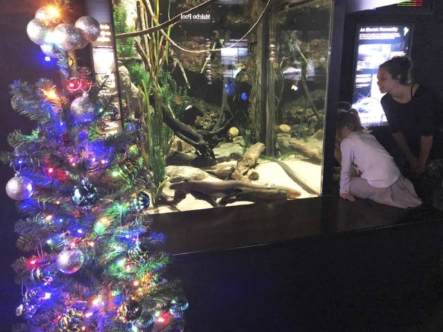 Thom Benson / Tennessee Aquarium via AP A enguia chamada Miguel Wattson acende uma árvore de Natal no Tennessee Aquarium em Chattanooga, nos Estados Unidos.