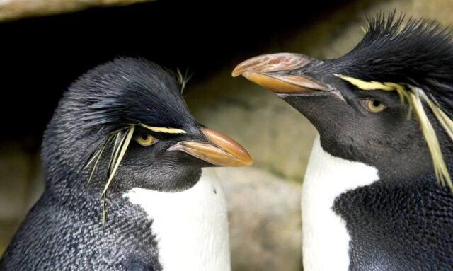 Chicago Shedd Aquarium/Divulgação via REUTERS Pinguins Edward e Annie no Aquário Shedd, em Chicago. Dupla vai estrelar livro infantil.
