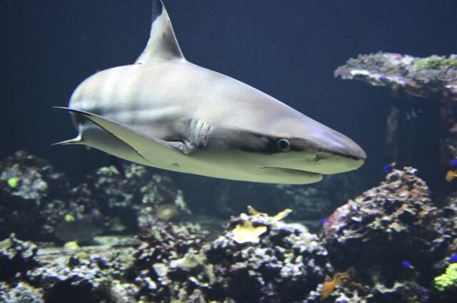 Pixabay Tubarão fez 'cabo-de-guerra' com pescador na Austrália