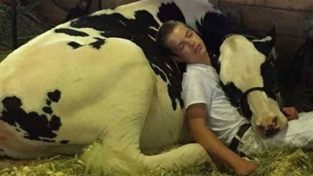 Facebook/ @Jeremy Miner Jovem e sua bezerra tiram cochilo juntos
