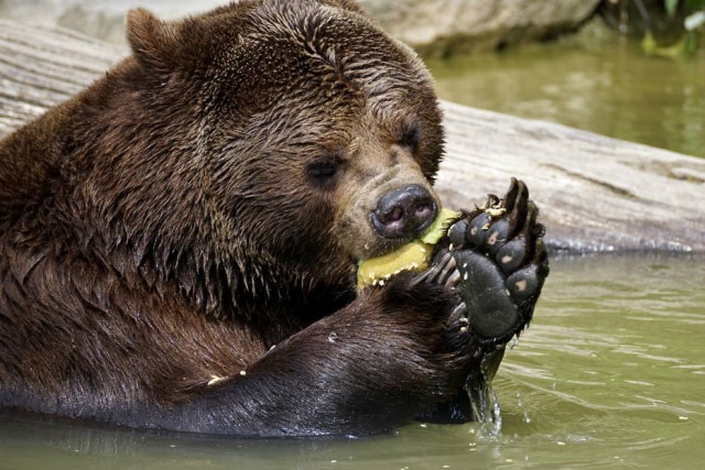 Animal apareceu sem ser convidado