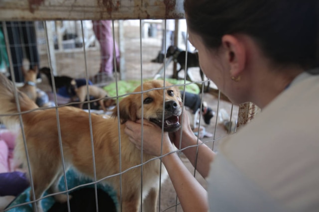 Divulgação Vale Mais de 500 animais foram resgatados após o rompimento da barragem em Brumadinho, Minas Gerais, no início do ano.