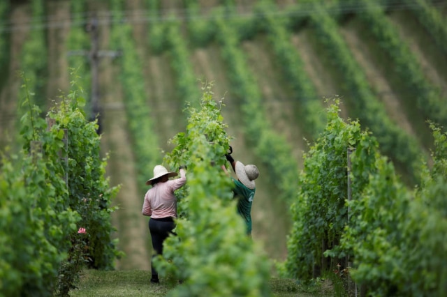 Solo, microclima, variedade da uva e ação do homem interferem na qualidade e personalidade dos vinhos.