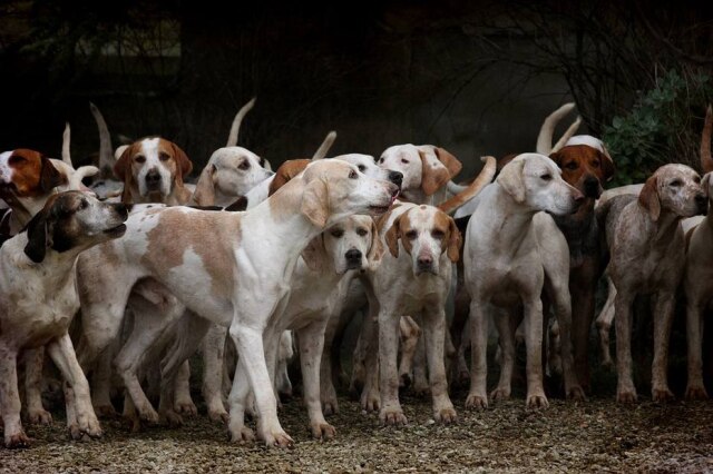 Pixabay / @kudybadorota Cãezinhos esperam para serem adotados