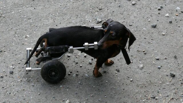 cello5/Pixabay As cadeiras de rodas são produzidas com metal de acordo com o tamanho do cachorro.