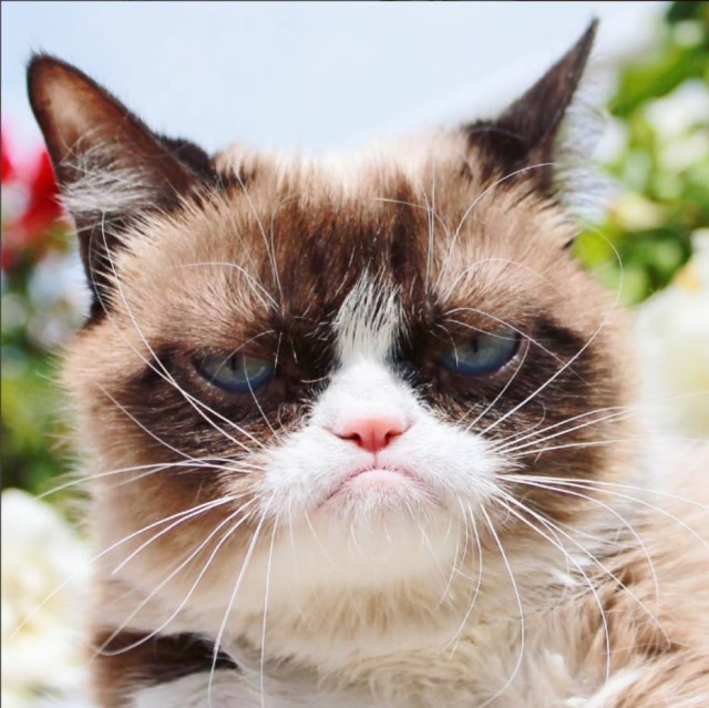 Instagram/realgrumpycat Grumpy Cat ganhou fama na internet por conta da aparência triste.