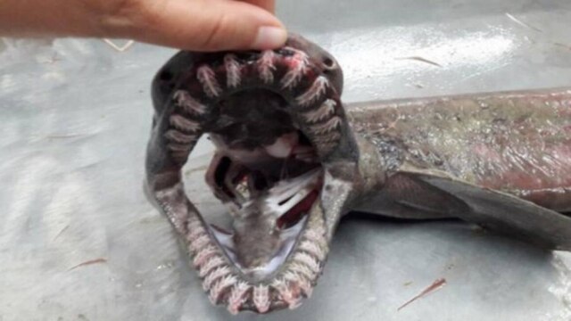 Reprodução/Sic Notícias Tubarão-cobra raro encontrado em Portugal tem mais de 300 dentes.