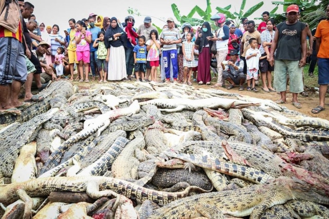 Olha Mulalinda / Antara Foto / via Reuters Crocodilos mortos por moradores revoltados na Indonésia.