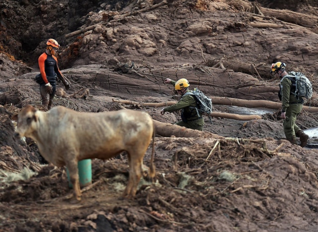 WILTON JUNIOR/ ESTADAO Eutanásia em animais vítimas da queda de barragem em Brumadinho obedeceu critérios técnicos, de acordo com CFMV.