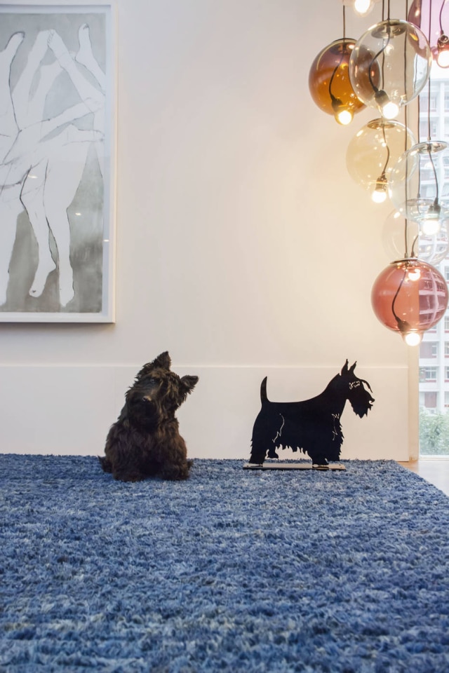 Zeca Wittner/Estadão A cachorrinha Rafaela, da raça terrier escocês, atenta ao chamado de "vamos passear?"