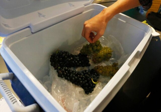 Jamal Saidi|Reuters As uvas viajam de táxi em geladeiras térmicas para que os irmãos decidam o momento da colheita