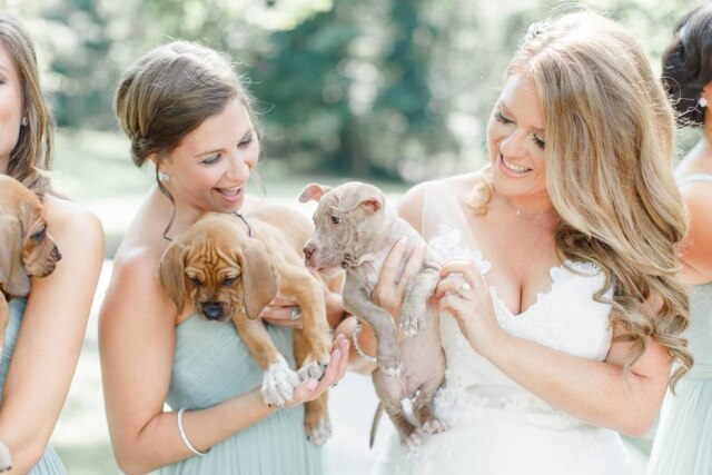 Caroline Logan Noiva e madrinhas carregaram filhotes em casamento.