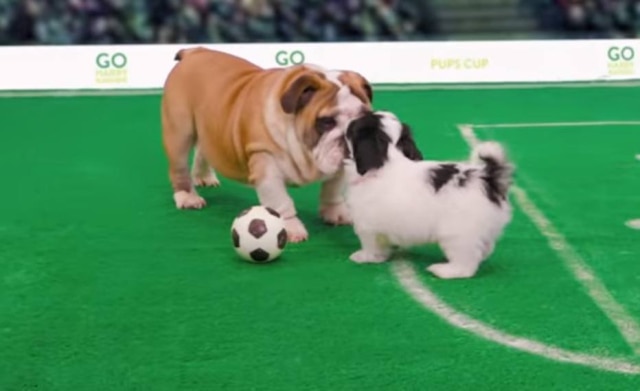 YouTube/Freshpet Cães jogando futebol para acalmar durante a Copa? É isso o que um empresa inglesa vai fazer durante o jogo contra a Colômbia.