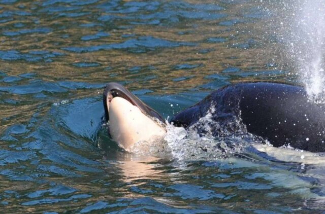 Facebook / Ken Balcomb, Center for Whale Research Cientistas temem que a orca deixe de se alimentar e acabe ficando doente.