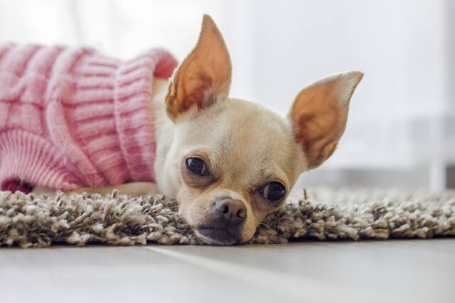 Pixabay Animais que estão no centro de zoonoses de São Paulo receberão doação de agasalhos, cobertores e caminhas.
